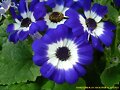 CINERARIA