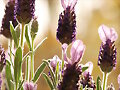 LAVANDA