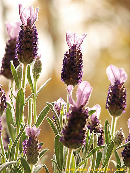 LAVANDA