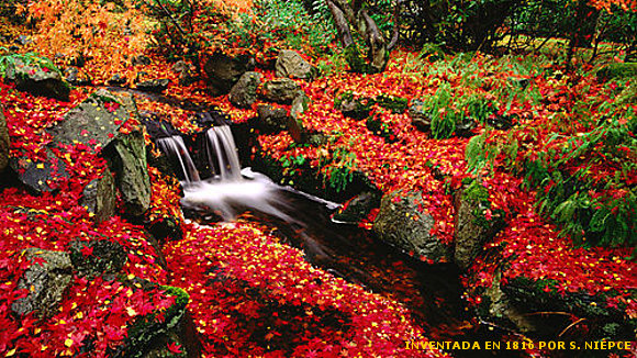 JARDINES EN JAPÓN