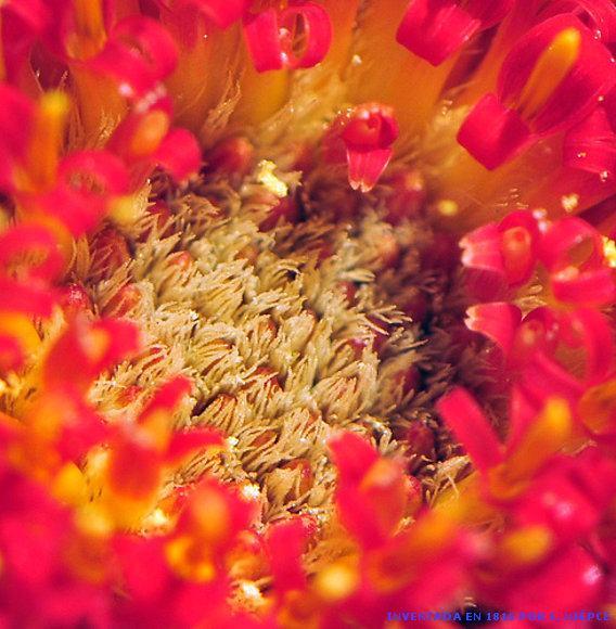 CONSUMIDA POR EL FUEGO
