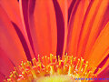 FLORIPONDIO