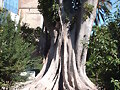 ficus