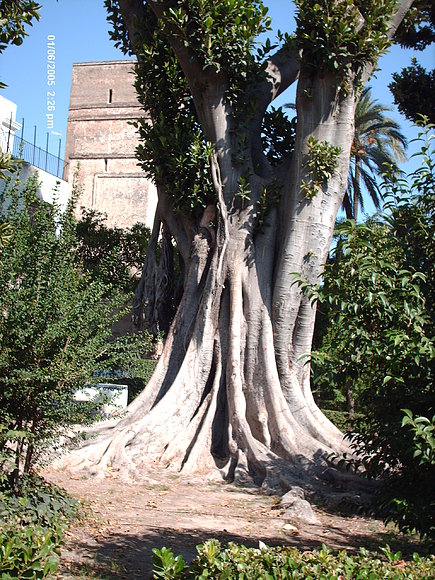 ficus
