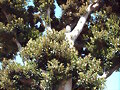la copa del ficus