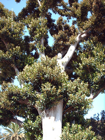 la copa del ficus