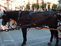 un caballo de sevilla