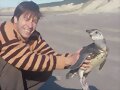 Ping&uuml;im de Magalh&atilde;es - Spheniscus magellanicus