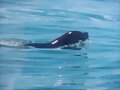 Le&atilde;o Marinho - Otaria flavescens
