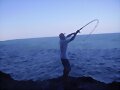 Pesca de Papa Terra - Menthicirrus americanus