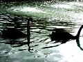 Negro sobre negro