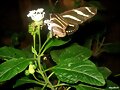 La mariposa