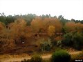 Color de Oto&ntilde;o II