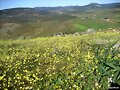La primavera en La Mancha