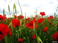 Amapolas