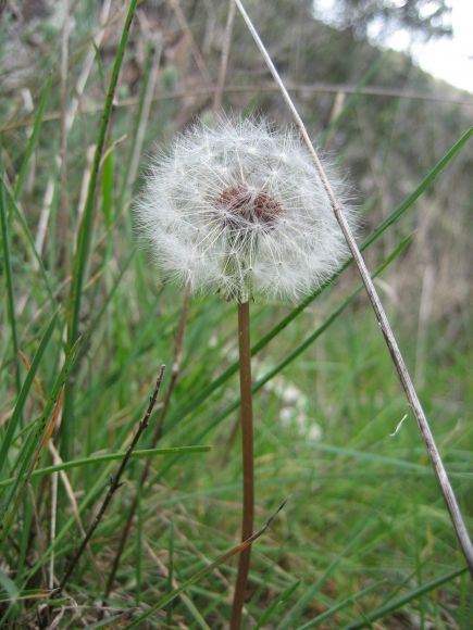 Flora: con un simple estornudo...