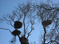 El &aacute;rbol