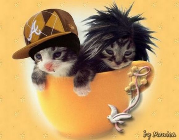 gatitos tom and bill