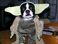 Yoda