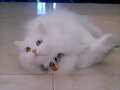ESTA ES &quot;MINNIE&quot;  es la gatita de mi hermana