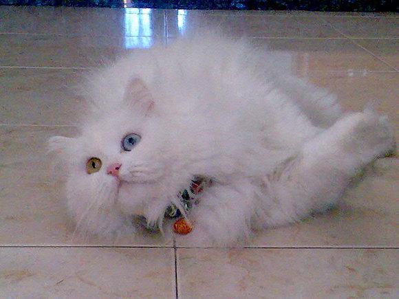 ESTA ES "MINNIE"  es la gatita de mi hermana