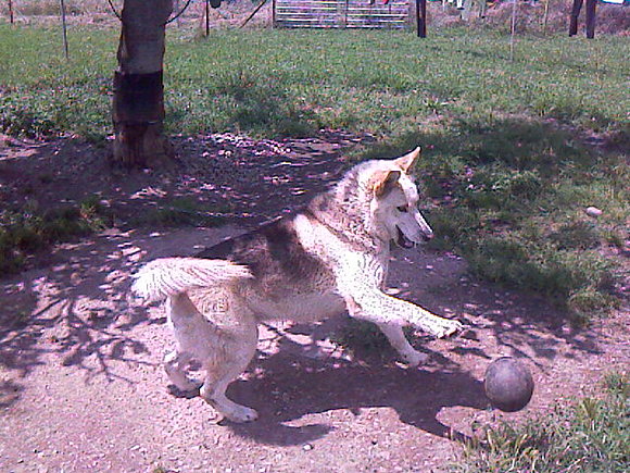 NEO, CASI TAN BUENO COMO CASILLAS