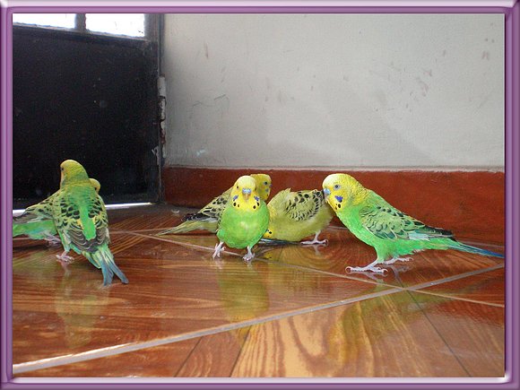 Mis periquitos