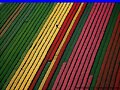 1campo de tulipanes amsterdam