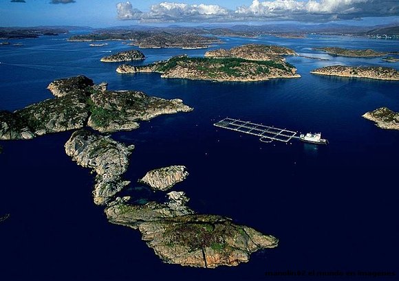 criadero de peces en beknafjorden noruega