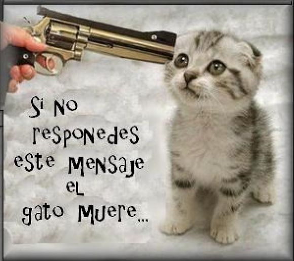 Gato