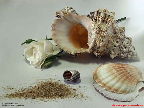 caracolas