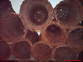 cuevanos
