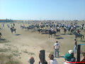 Encierro a caballo