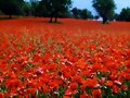 Amapolas