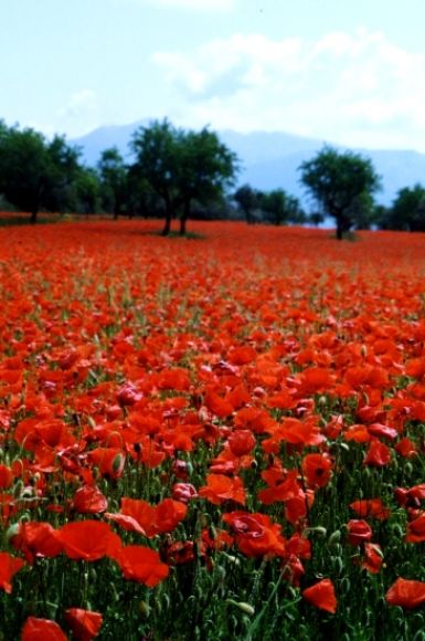 Amapolas
