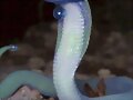 dragonair