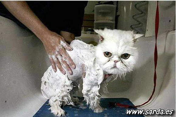 Gato mojado jajaja