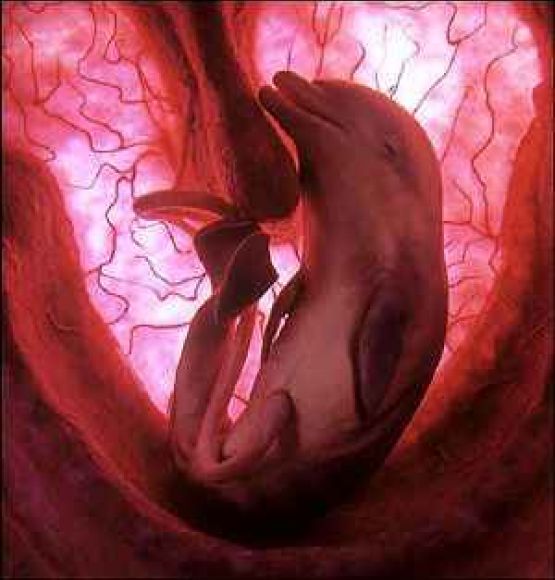 EL MILAGRO DE LA PROCREACIÓN