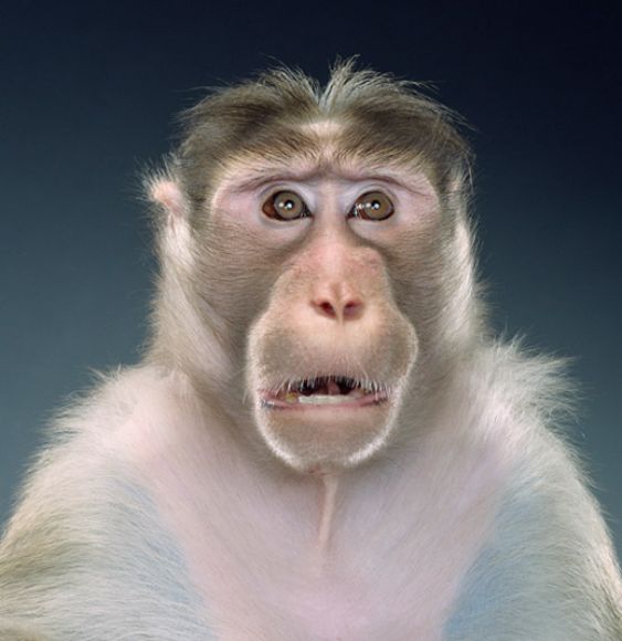 ¿COMPORTAMIENTOS HUMANOS O DE ANIMALES?