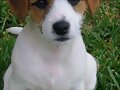 cachorro jack russel