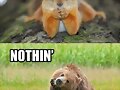 just bear things...