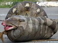 serpiente comiendo