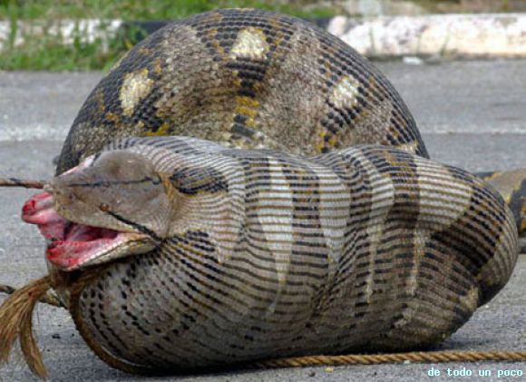 serpiente comiendo