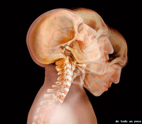 el cuerpo humano traslucidos