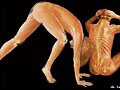 el cuerpo humano traslucidos