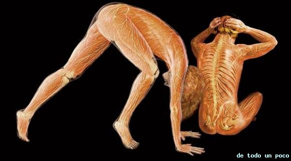 el cuerpo humano traslucidos