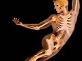 el cuerpo humano traslucidos