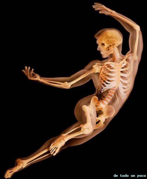 el cuerpo humano traslucidos