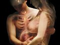 el cuerpo humano traslucidos