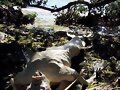 ESISTEN LAS SIRENAS